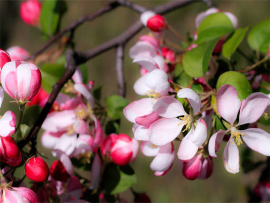 Flower and fruit promoting